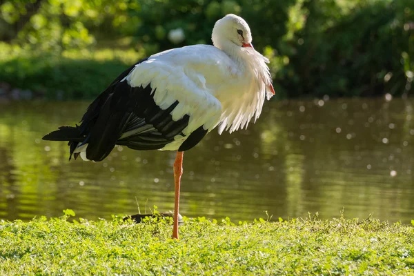 Ooievaar vogel — Stockfoto