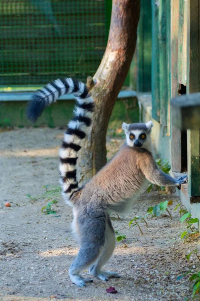 Lemur hewan — Stok Foto