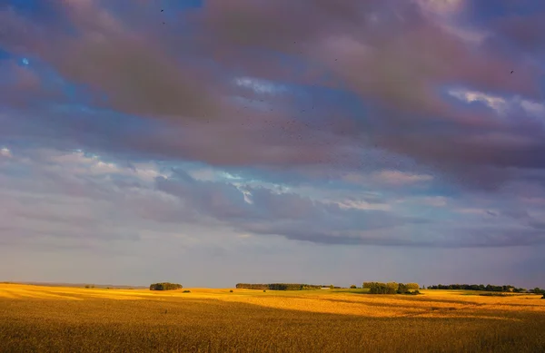 Fält och himmel — Stockfoto