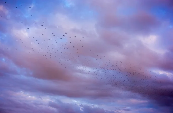 Sky, cloud and birds