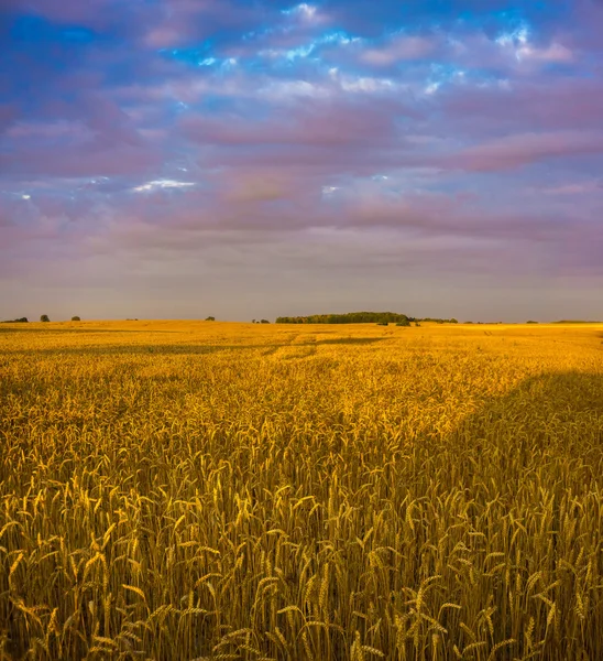 Veld en de hemel — Stockfoto