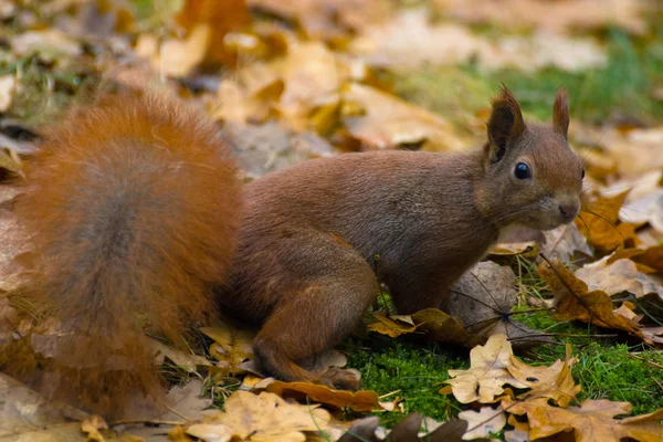 Squirrel — Stock Photo, Image