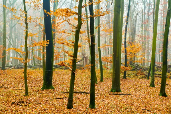 Foresta autunnale — Foto Stock