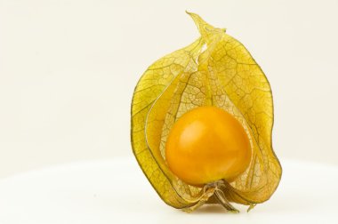 Physalis