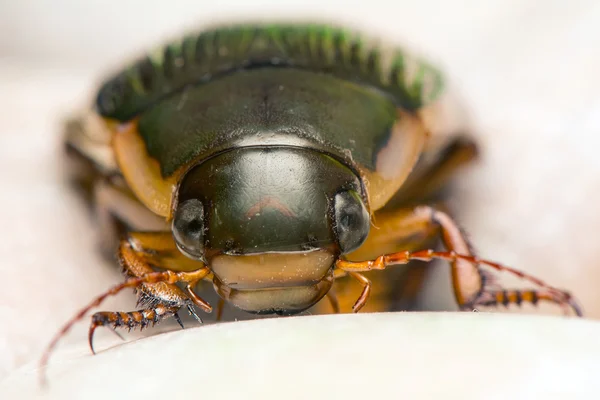 Dytiscus marginalis — Zdjęcie stockowe