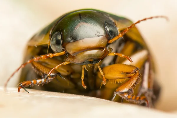 Dytiscus marginalis — Stok fotoğraf