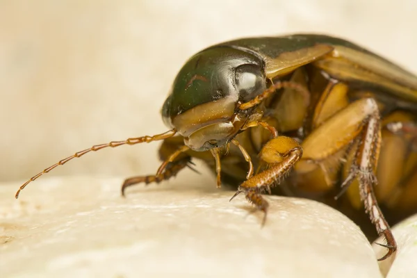 Dytiscus marginalis — Stock fotografie