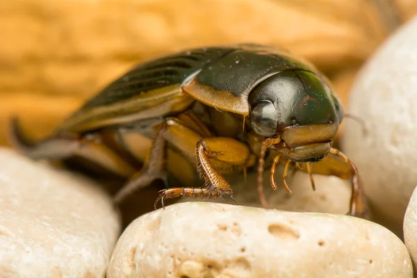 Marginalfrosch Stockbild