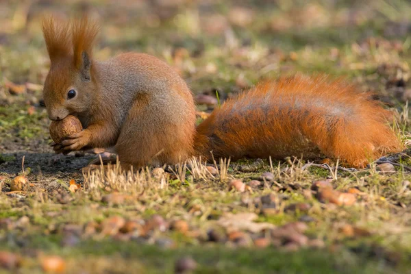 Squirrel — Stock Photo, Image