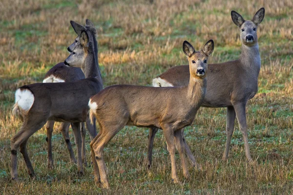 Cerf dans la prairie — Photo