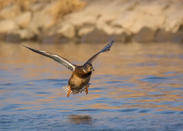 Wilde eend — Stockfoto