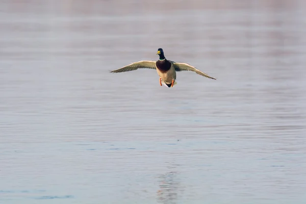 Mallard — Stock Photo, Image