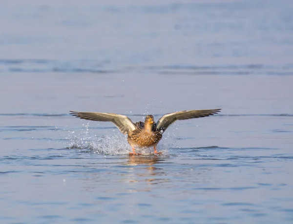 Canard colvert — Photo