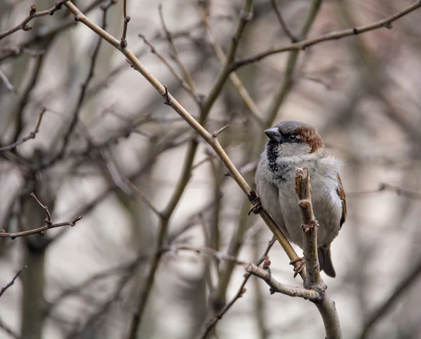 Sperling — Stockfoto