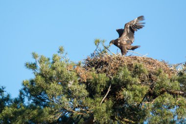 White-tailed eagle clipart