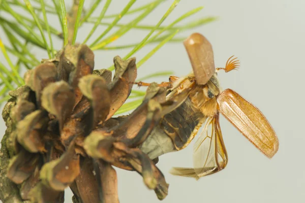 Beetle — Stock Photo, Image