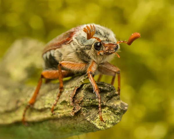 Skalbagge — Stockfoto