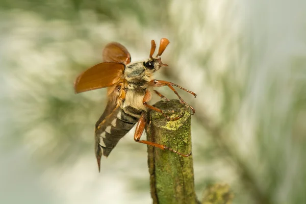 Skalbagge — Stockfoto