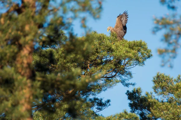 White-tailed eagle — Stock Photo, Image