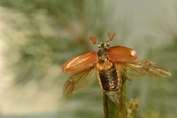 Escarabajo Imagen de archivo