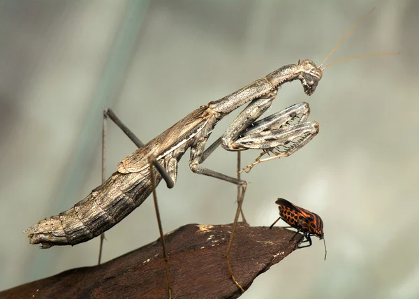 Mantis de oração — Fotografia de Stock