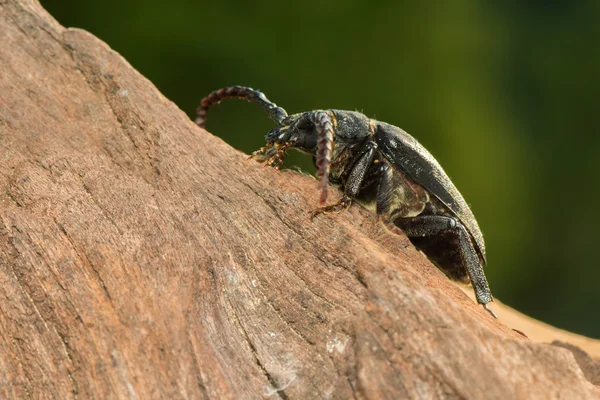 Großer Käfer — Stockfoto