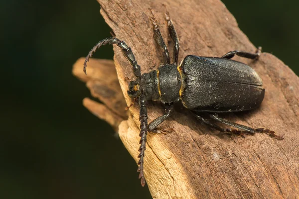 Big beetle — Stock Photo, Image
