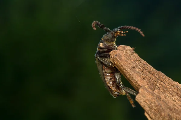 Большой жук — стоковое фото