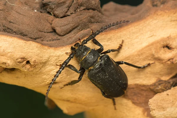 Big beetle — Stock Photo, Image