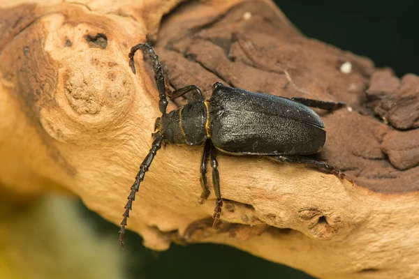 Big beetle — Stock Photo, Image