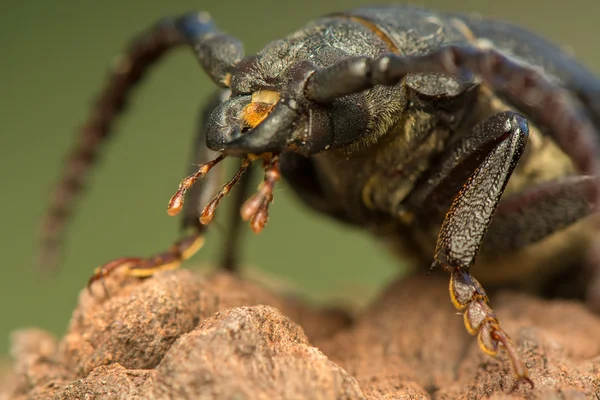 Big beetle — Stock Photo, Image