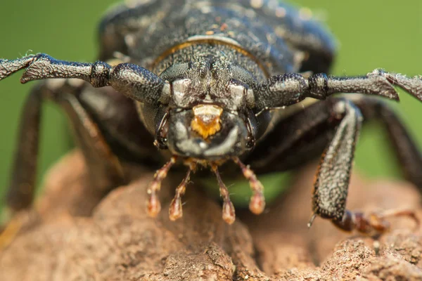 Big beetle — Stock Photo, Image