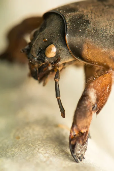 Mole cricket — Stock fotografie