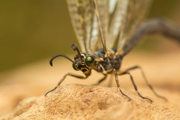 Myrmeleontidae — Foto Stock