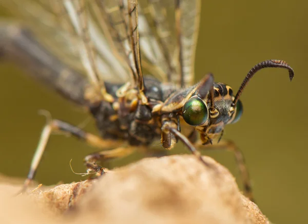 Antlion. — Foto de Stock