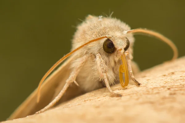 蛾動物 ロイヤリティフリーのストック写真