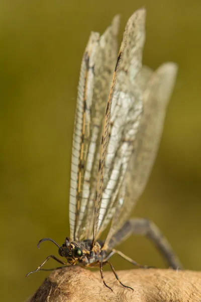 Mierenleeuwen — Stockfoto