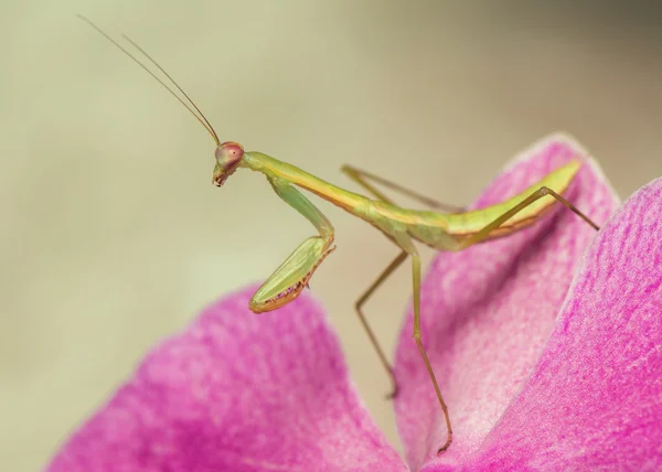 Mantis — Stock Fotó