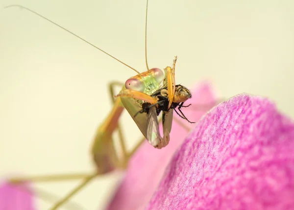 Kudlanka nábožná — Stock fotografie