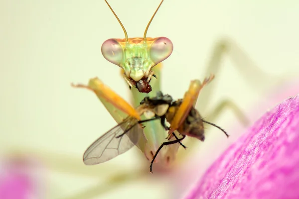 カマキリ — ストック写真