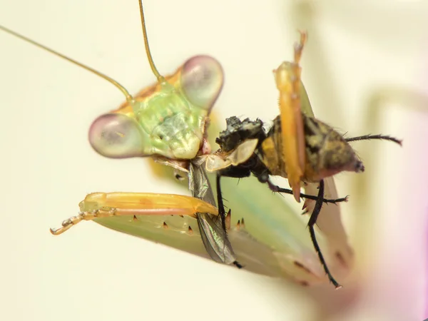 Mantis — Photo