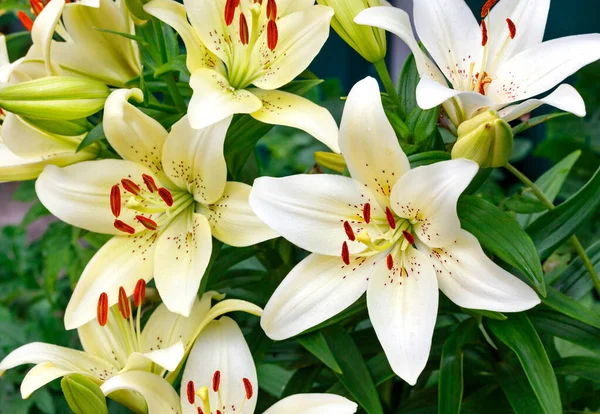Квітучий Кущ Великих Красивих Квітів Білої Лілії Яскраво Оранжевими Тичинками — стокове фото