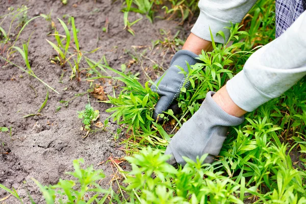 Agricoltore Erbaccia Letto Giardino Giardino Fiorito Raccoglie Erbacce Aiuola Giardino — Foto Stock