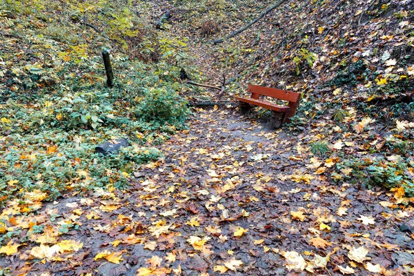 落ち葉の森の道には古い木のベンチがあります — ストック写真
