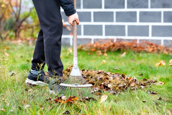 Joven Jardinero Cuidando Césped Verde Rastrillando Hojas Caídas Con Rastrillo —  Fotos de Stock