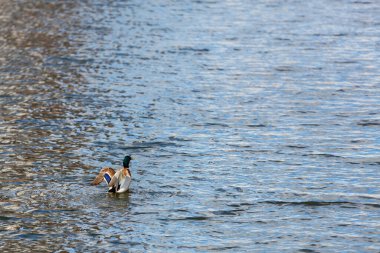 Yaban ördeği, parlak tüylü bir ördek, kanatlarını açar ve kuyruğunu suyun yüzeyinde tutar. Boşluğu kopyala.