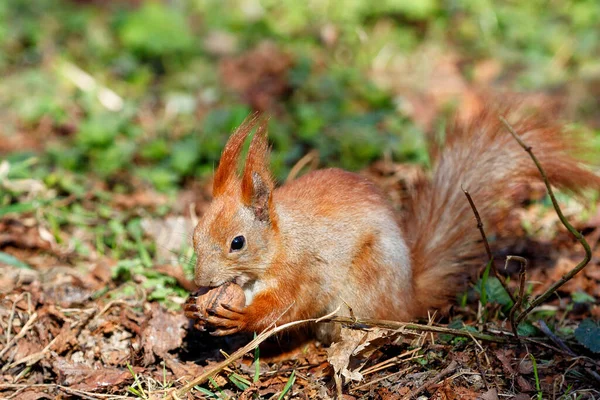 Una Ardilla Esponjosa Naranja Sienta Suelo Entre Hojas Caídas Hierba — Foto de Stock