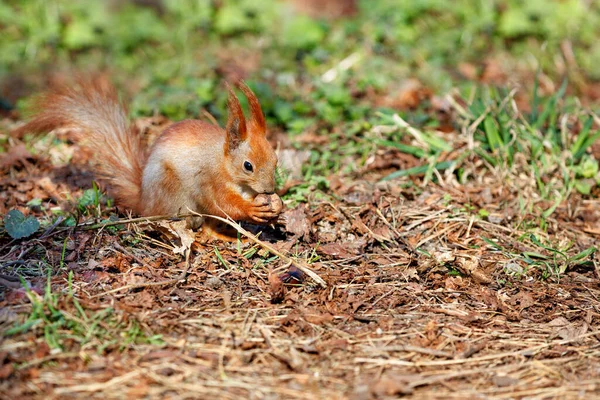 Una Ardilla Esponjosa Naranja Sienta Suelo Entre Hojas Caídas Roe — Foto de Stock