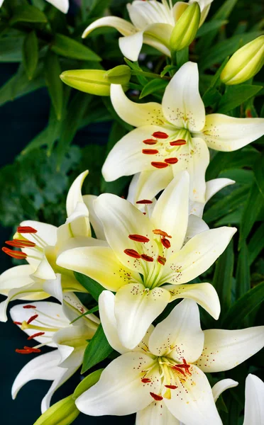 Квітучі Білі Лілії Яскраво Оранжевими Тичинками Красивий Букет Свіжих Квітів — стокове фото
