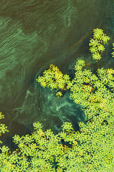 Концепция загрязнения водной поверхности земли, зеленые водоросли постепенно покрывают поверхность цветущей воды. Вертикальное изображение, пространство для копирования.